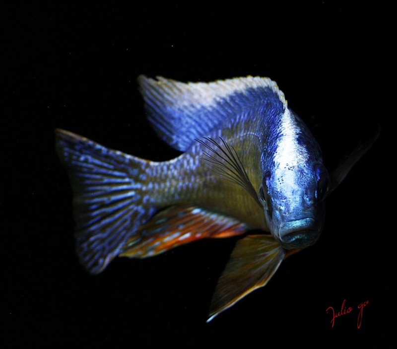 Protomelas sp. 'steveni taiwan' Taiwanee Reef